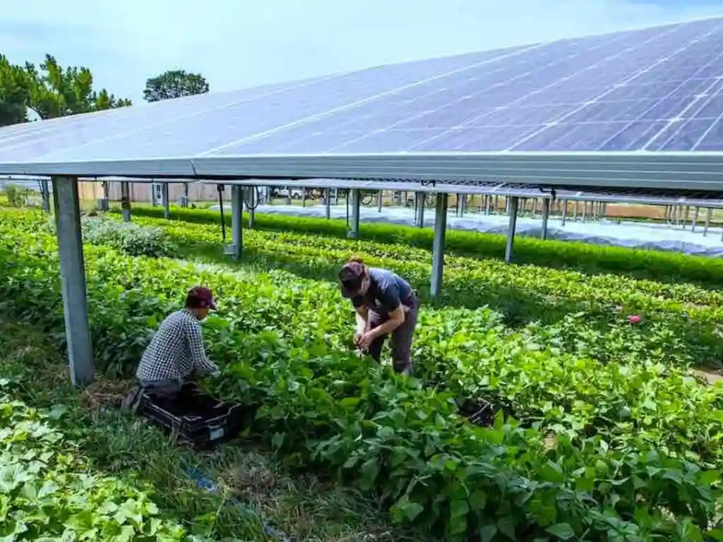 farming under shadow of solar panels